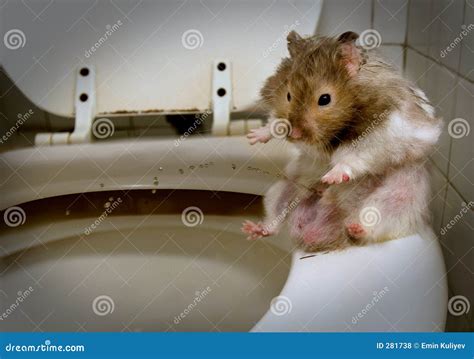 pisshamster|Peeing and Pissing Porn Videos .